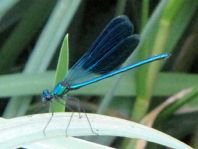 Calopteryx splendens, Gebänderte Prachtlibelle