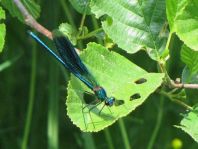 Calopteryx splendens, Gebänderte Prachtlibelle
