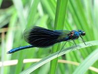 Calopteryx splendens, Gebänderte Prachtlibelle