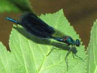 Calopteryx splendens, Gebänderte Prachtlibelle