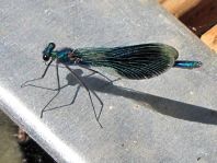 Calopteryx splendens, Gebänderte Prachtlibelle