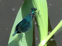 Calopteryx splendens, Gebänderte Prachtlibelle