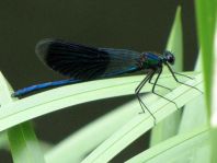 Calopteryx splendens, Gebänderte Prachtlibelle