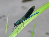 Calopteryx splendens, Gebänderte Prachtlibelle