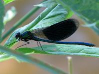 Calopteryx splendens, Gebänderte Prachtlibelle