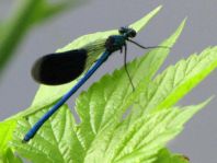 Calopteryx splendens, Gebänderte Prachtlibelle