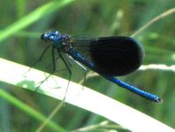 Calopteryx splendens, Gebänderte Prachtlibelle