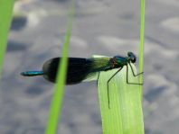 Calopteryx splendens, Gebänderte Prachtlibelle