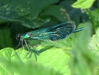 Calopteryx splendens, Gebänderte Prachtlibelle
