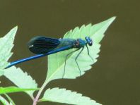 Calopteryx splendens, Gebänderte Prachtlibelle