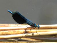 Calopteryx splendens, Gebänderte Prachtlibelle