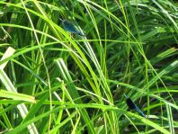 Calopteryx splendens, Gebänderte Prachtlibelle
