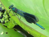 Calopteryx splendens, Gebänderte Prachtlibelle