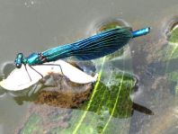 Calopteryx splendens, Gebänderte Prachtlibelle