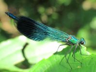 Calopteryx splendens, Gebänderte Prachtlibelle