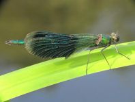 Calopteryx splendens, Gebänderte Prachtlibelle