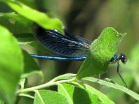Calopteryx splendens, Gebänderte Prachtlibelle