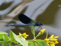 Calopteryx splendens, Gebänderte Prachtlibelle