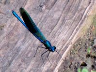 Calopteryx splendens, Gebänderte Prachtlibelle