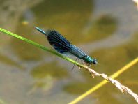 Calopteryx splendens, Gebänderte Prachtlibelle