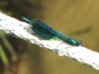 Calopteryx splendens, Gebänderte Prachtlibelle