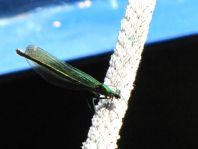 Calopteryx splendens, Gebänderte Prachtlibelle