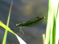 Calopteryx splendens, Gebänderte Prachtlibelle