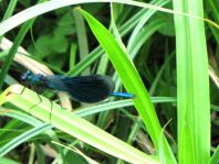 Calopteryx splendens, Gebänderte Prachtlibelle