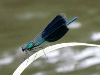 Calopteryx splendens, Gebänderte Prachtlibelle