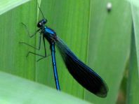 Calopteryx splendens, Gebänderte Prachtlibelle