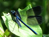 Calopteryx splendens, Gebänderte Prachtlibelle
