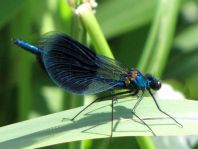 Calopteryx splendens, Gebänderte Prachtlibelle