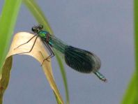 Calopteryx splendens, Gebänderte Prachtlibelle