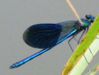 Calopteryx splendens, Gebänderte Prachtlibelle