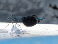 Calopteryx splendens, Gebänderte Prachtlibelle