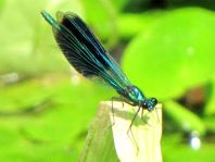 Calopteryx splendens, Gebänderte Prachtlibelle
