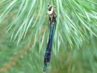 Calopteryx splendens, Gebänderte Prachtlibelle
