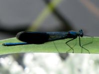 Calopteryx splendens, Gebänderte Prachtlibelle