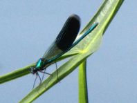 Calopteryx splendens, Gebänderte Prachtlibelle