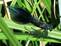 Calopteryx splendens, Gebänderte Prachtlibelle