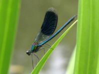 Calopteryx splendens, Gebänderte Prachtlibelle