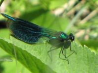 Calopteryx splendens, Gebänderte Prachtlibelle