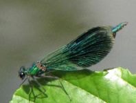 Calopteryx splendens, Gebänderte Prachtlibelle