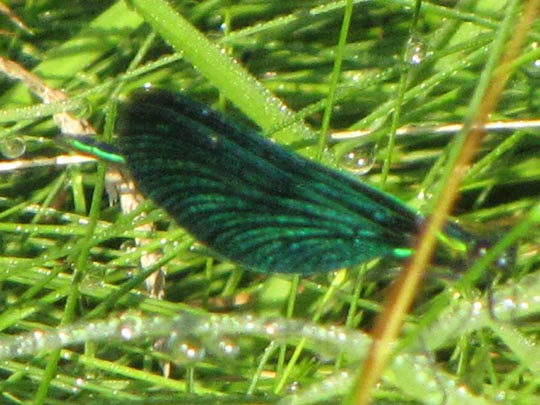 Blauflügel Prachtlibelle, Calopteryx virgo
