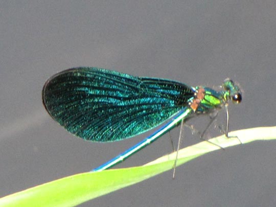Blauflügel Prachtlibelle, Calopteryx virgo