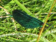 Blauflügel Prachtlibelle, Calopteryx virgo