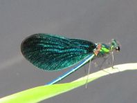 Blauflügel Prachtlibelle, Calopteryx virgo