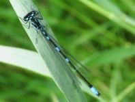 Coenagrion pulchellum, Fledermaus-Azurjungfer