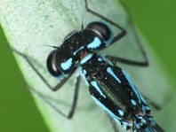 Coenagrion pulchellum, Fledermaus-Azurjungfer