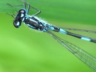 Coenagrion pulchellum, Fledermaus-Azurjungfer